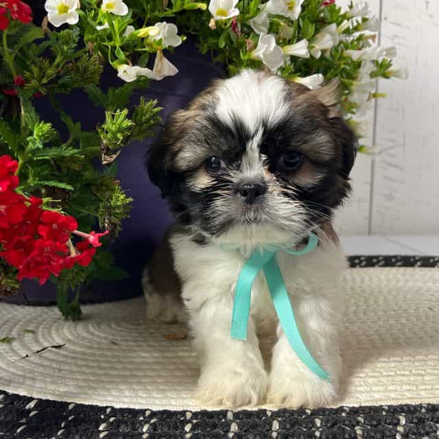 Brutus - Shih Tzu Male