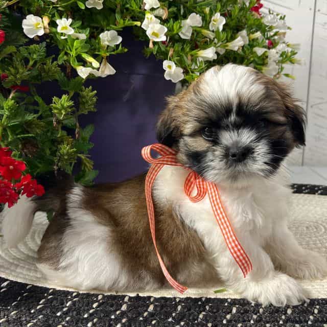Cody - Shih Tzu Male