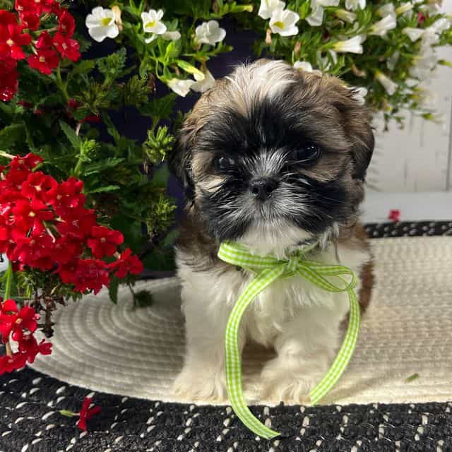 Dexter - Shih Tzu Male