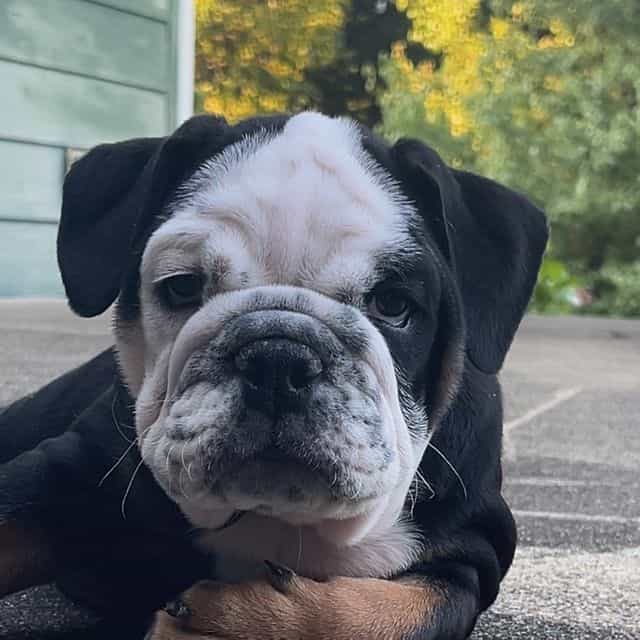 Lulu - English Bulldog Female