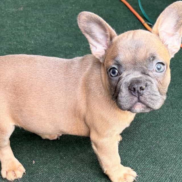 precious - French Bulldog Female