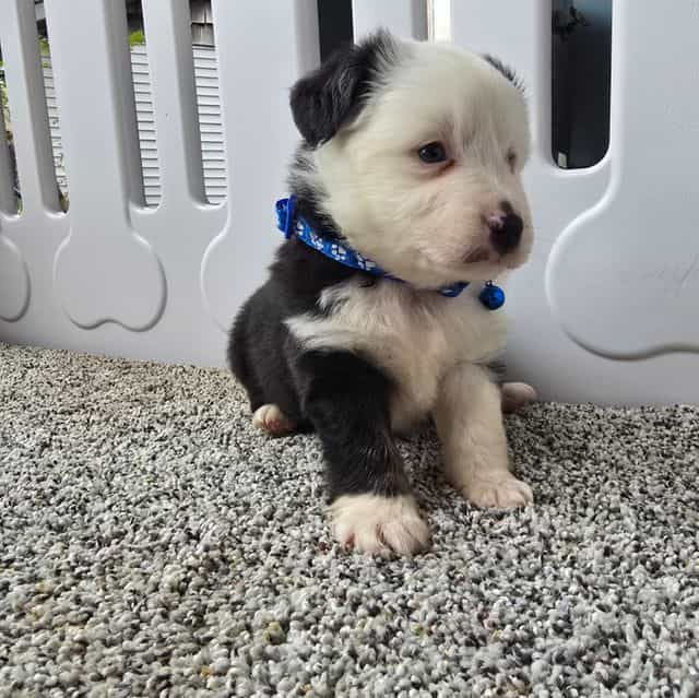 Ryder  - Australian Shepherd Male