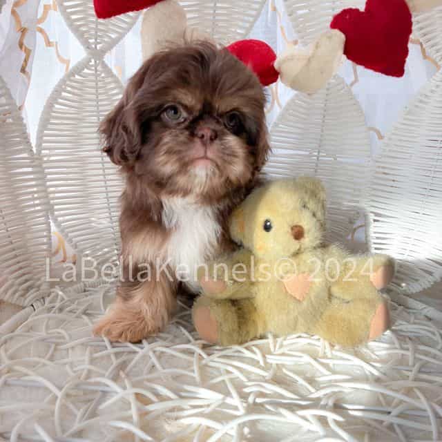 Liver dobie  - Shih Tzu Female