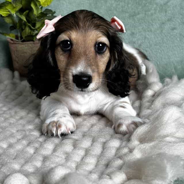 Cory - Dachshund Female