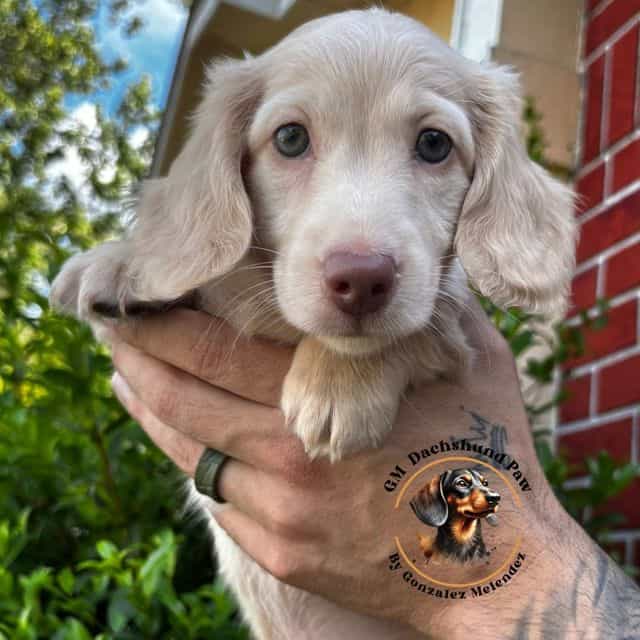 jason - Dachshund Male