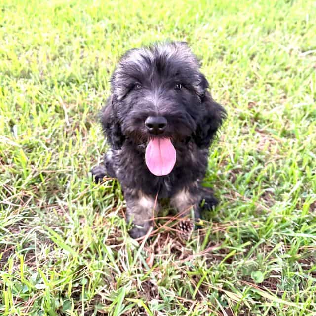 Willow - Labradoodle Female