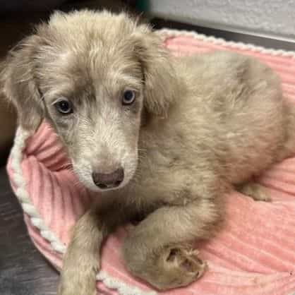 Lena - Aussiedoodle Female