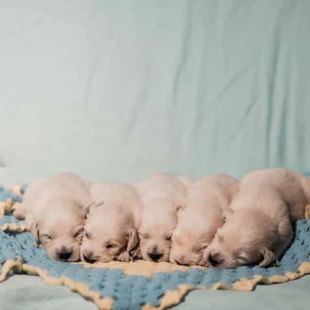 Girl 3 - Golden Retriever Female