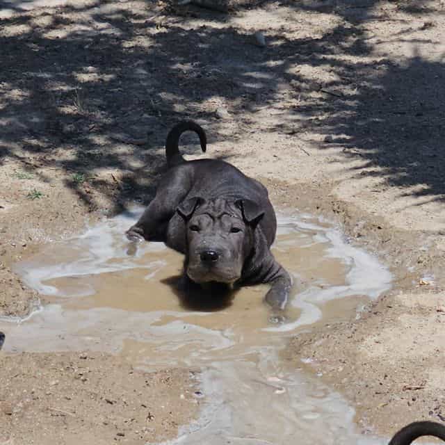 Bonnie - Miniature Shar-Pei Female