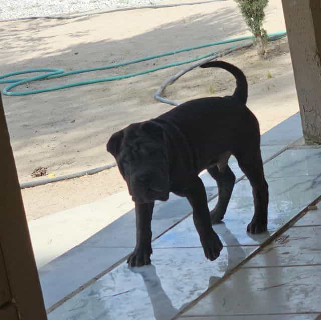 Bruno - Miniature Shar-Pei Male