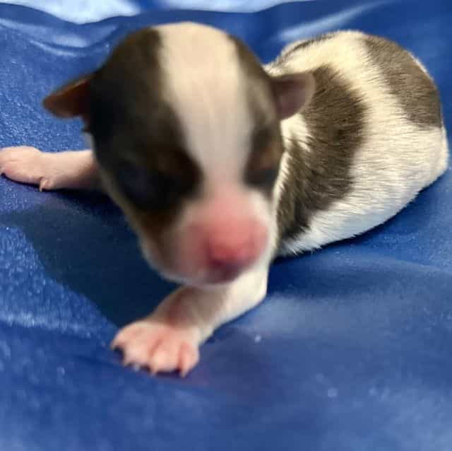 Blueberry - blu - Yorkshire Terrier Male