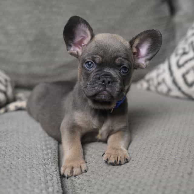Blue - French Bulldog Male