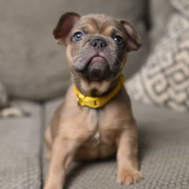 Yellow - French Bulldog Female