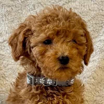 Grey - Goldendoodle Male