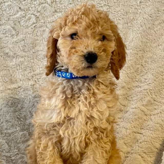 Blue - Goldendoodle Male