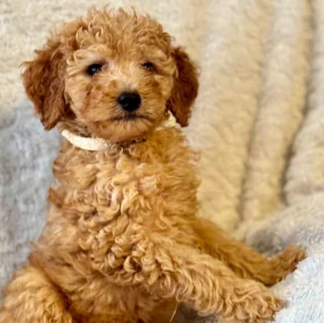 Yellow - Goldendoodle Male