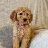 Red - Goldendoodle Male