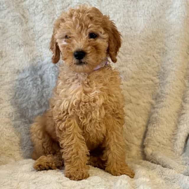 Purple - Goldendoodle Female