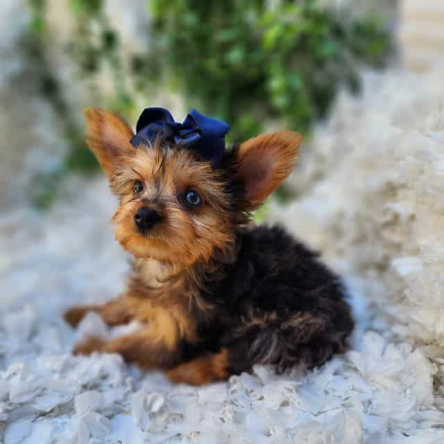 Elsa - Yorkshire Terrier Female