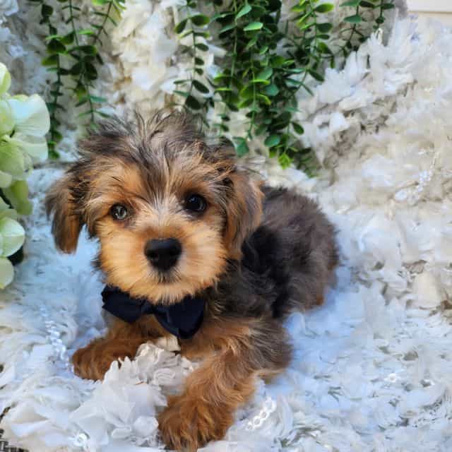 Blue - Yorkshire Terrier Male