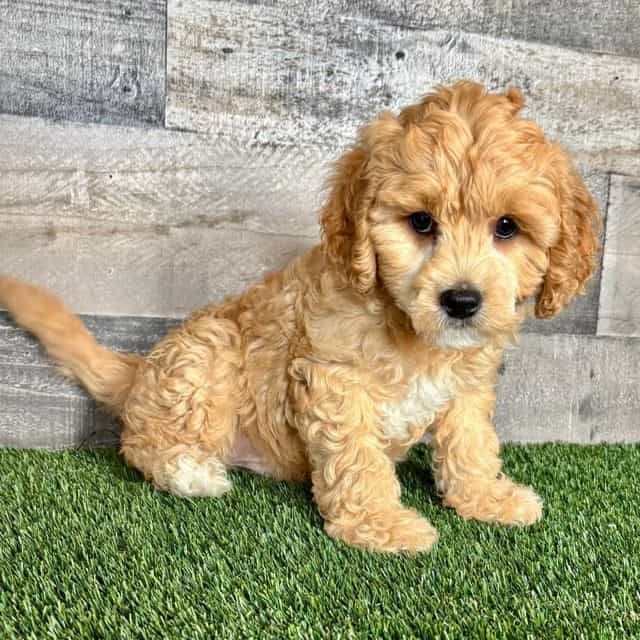 Cooper - Cavapoo Female