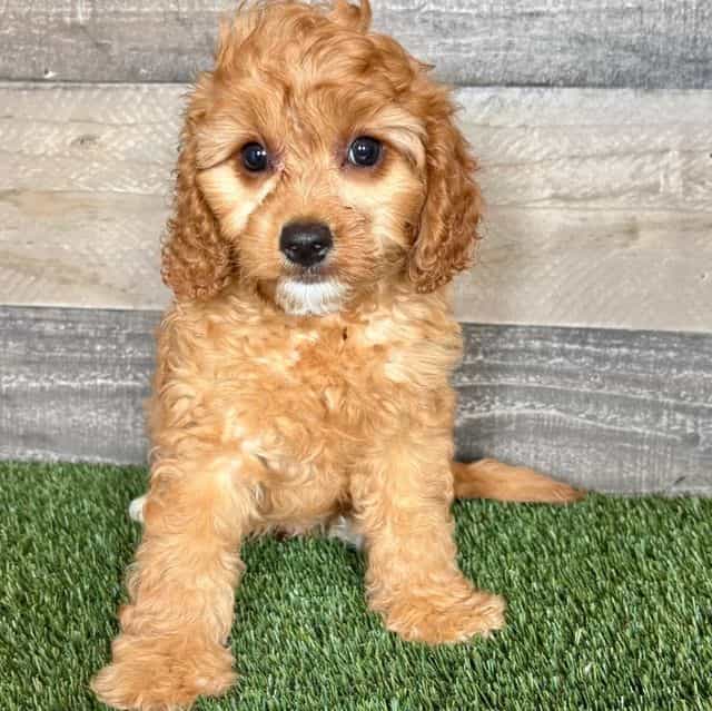 Cliff - Cavapoo Male