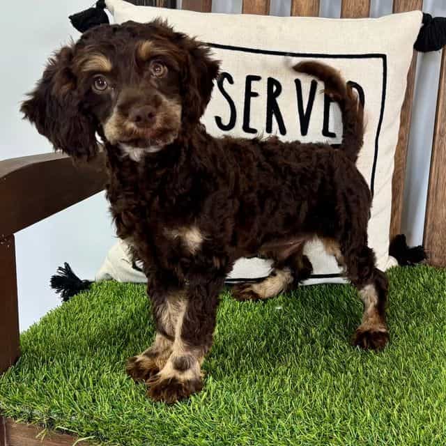 Ben - Cavapoo Male