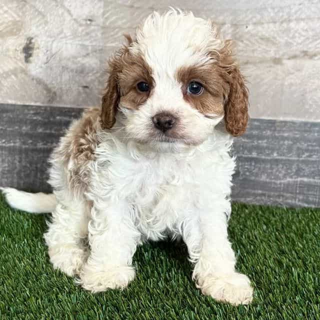 Wayne - Cavapoo Male