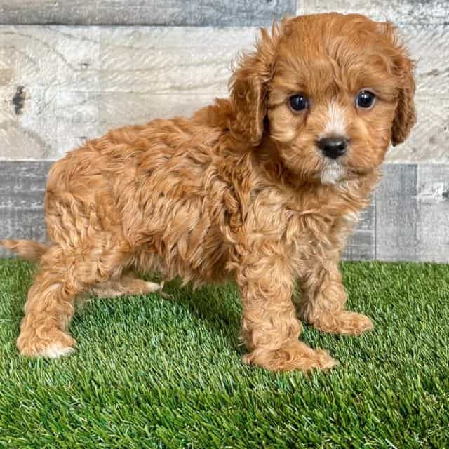 Wade - Cavapoo Male