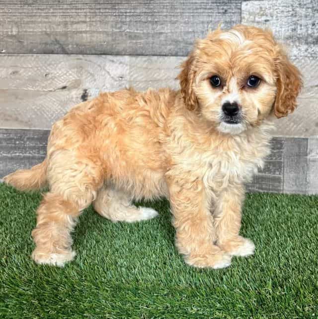 Callie - Cavapoo Female
