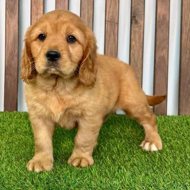 AJ - Golden Retriever Male