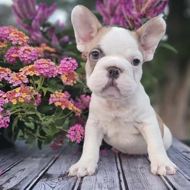Brady - French Bulldog Male