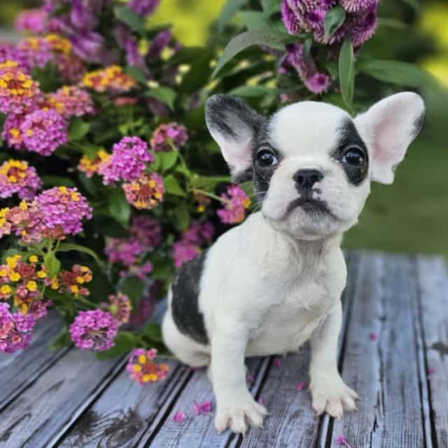 Bella - French Bulldog Female