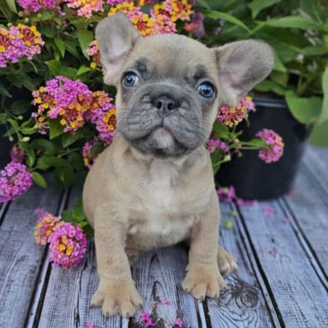 Bonnie - French Bulldog Female