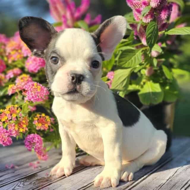 Blake - French Bulldog Male
