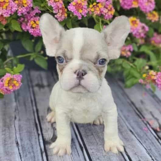 Bea - French Bulldog Female
