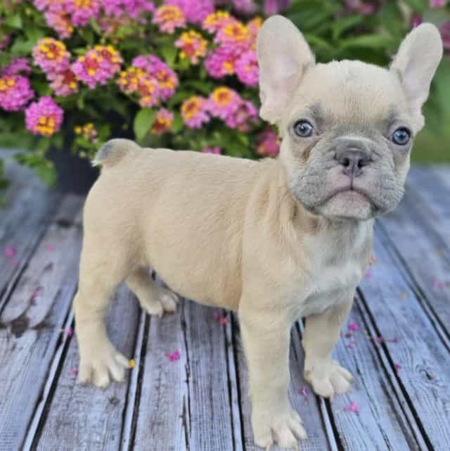Betty - French Bulldog Female