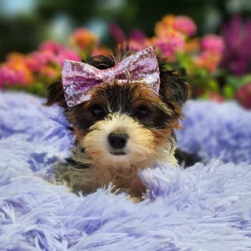 Belle - Yorkshire Terrier Female