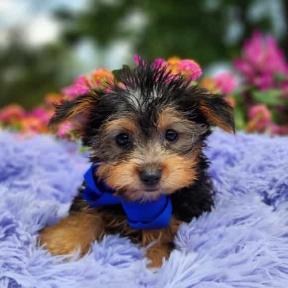 Trevor - Yorkshire Terrier Male