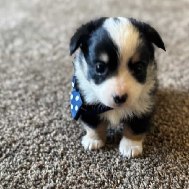 Boy 1 - Corgipoo Male