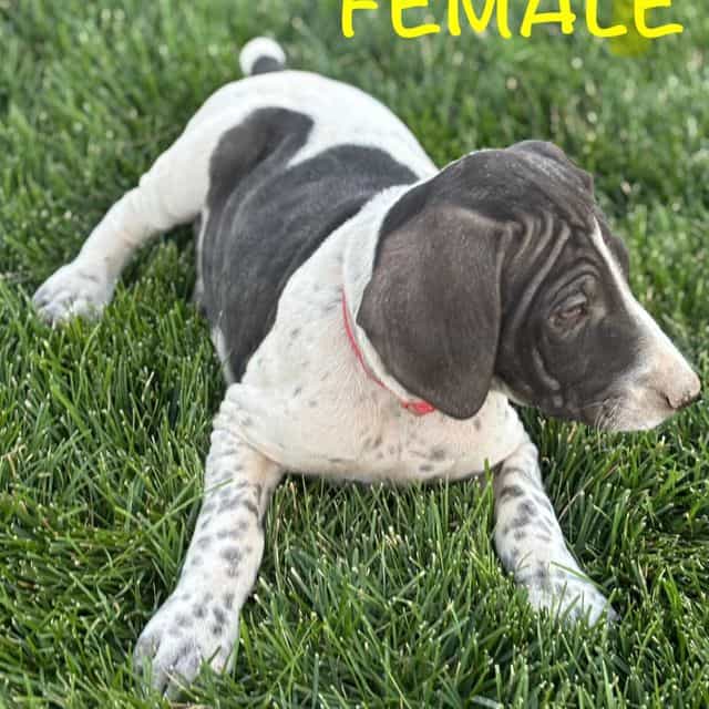 Female 1 - German Wirehaired Pointer Female