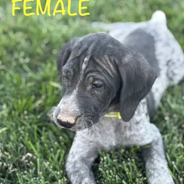 Female 2 - German Wirehaired Pointer Female