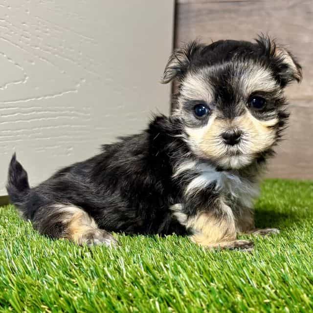 Olivia - Morkie Female