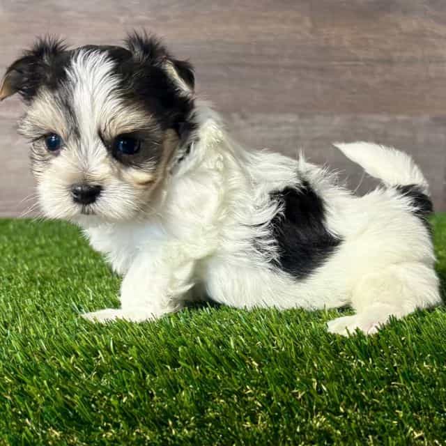 Oaklee - Morkie Female