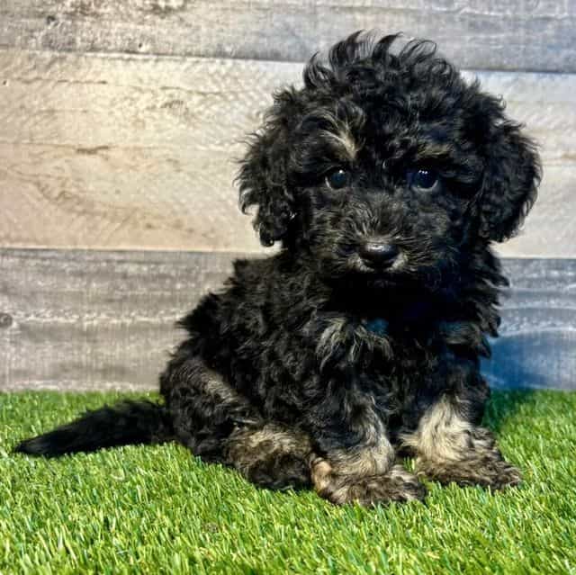 Griffen - Toy Poodle Male