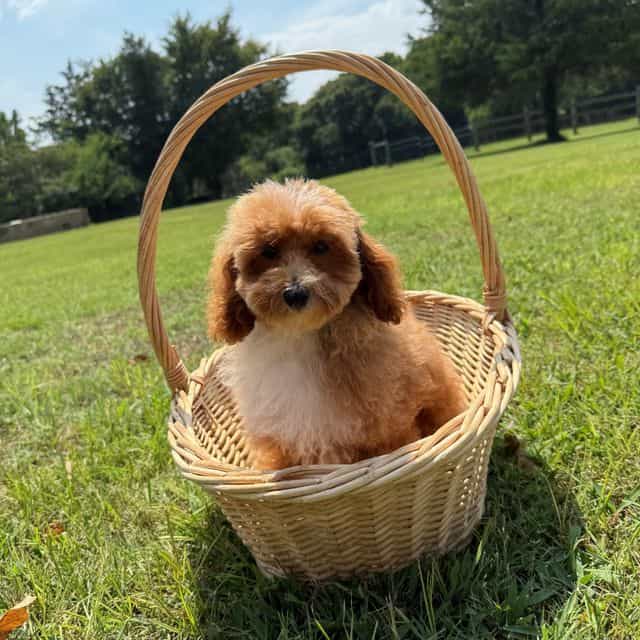 Riley Yellow Bo - Cavapoo Male