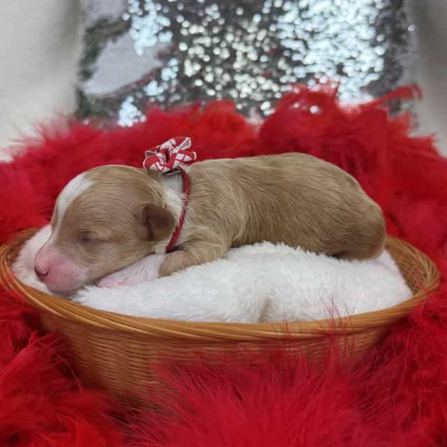 Molly's Red Boy - Maltipoo Male