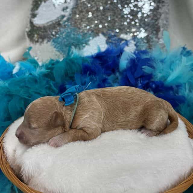 Molly MP Turquo - Maltipoo Female