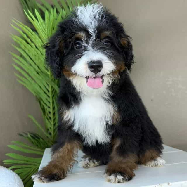 Maddy - Bernedoodle Female