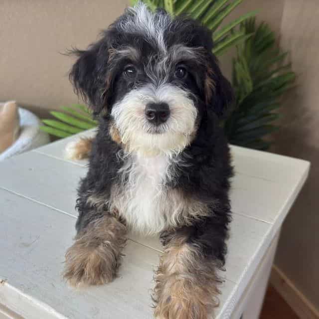 Luna - Bernedoodle Female